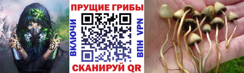 купить наркотики сайты  Шахты  Псилоцибиновые грибы MAGIC MUSHROOMS 